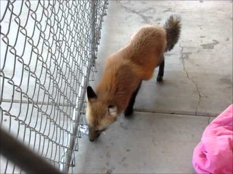 diablo 3 season 17 Ava.-red fox