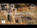 Animal compilation in vr  episode 1  8k 360 short