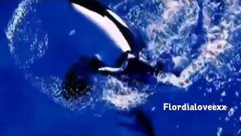 Kalina Favourite Orca MEP 