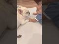 赤ちゃんが愛犬の顔を触った結果… #shorts #赤ちゃん #愛犬 #フレンチブルドッグ