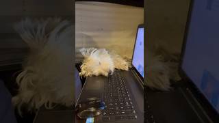 When the Dog worked too much #funny #dog #westie