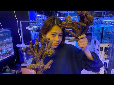 サンゴレイアウト　擬岩　とっと レプリカライブロック7選！海水水槽・サンゴ水槽向けの擬岩を