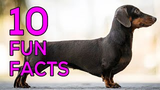 Fun Facts About Dachshunds