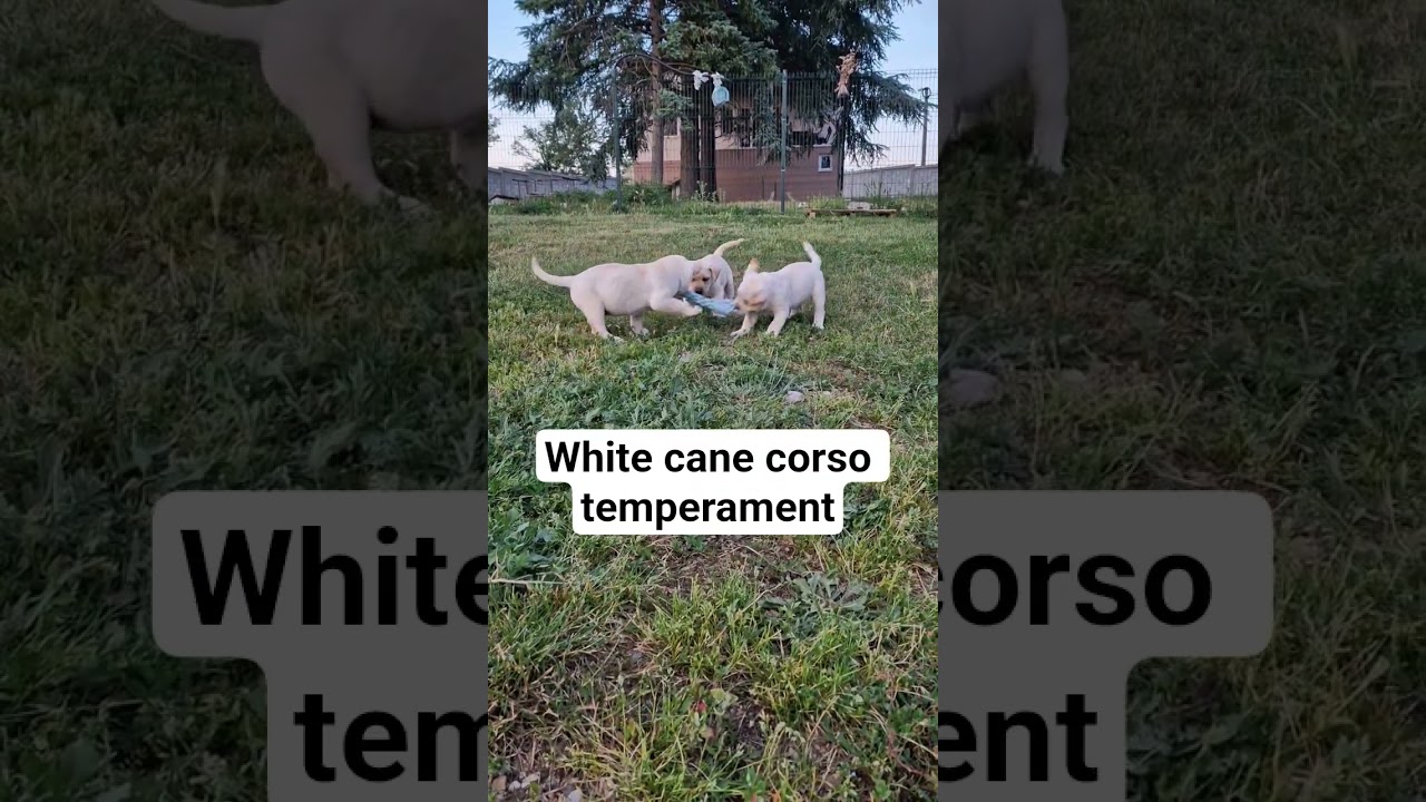 White cane corso puppy temperament #whitecanecorso , #strawcanecorso , #maximaluxkennel