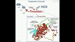 A Super Protein s Secret - Heparin cofactor II (HCII)