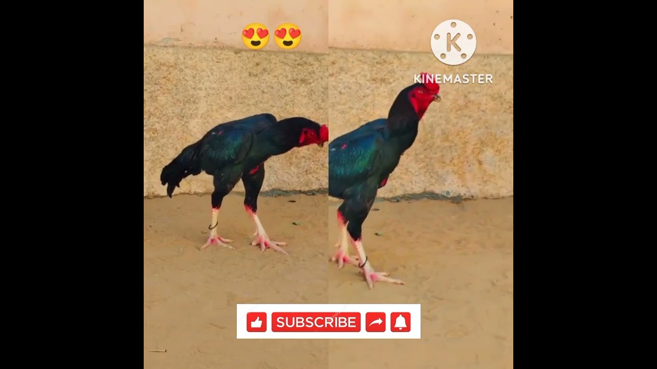 Kala Aseel😍 Murga Show quality not for sale