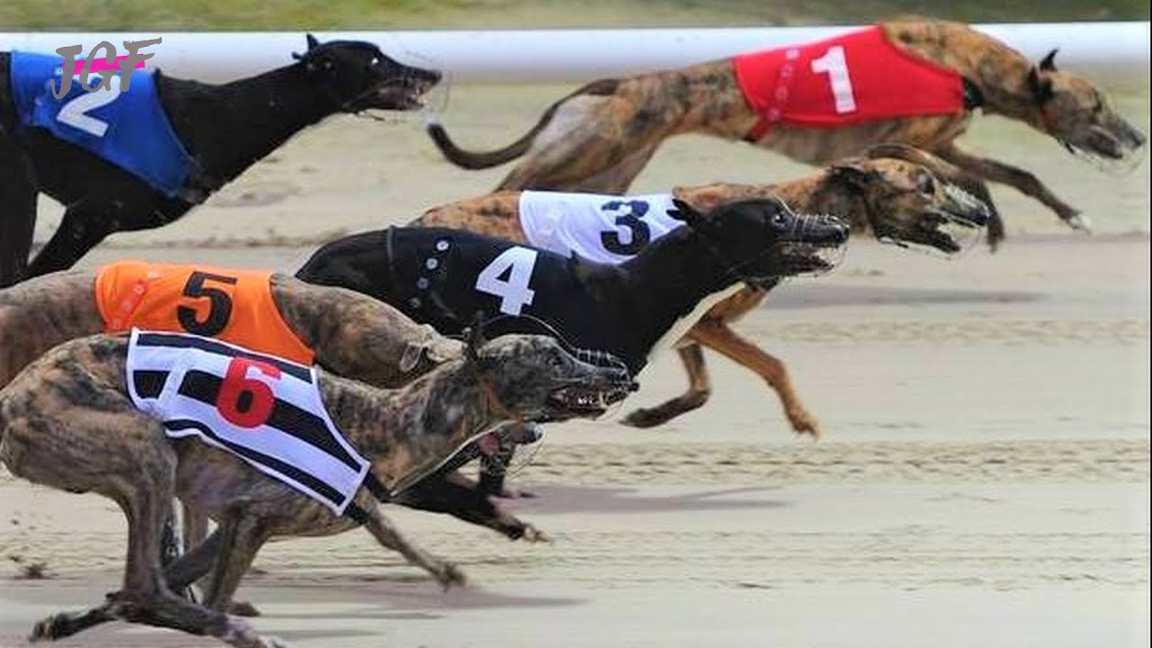 greyhound racing videos        <h3 class=