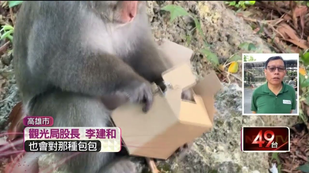 半小時搶4次！ 壽山動物園獼猴進化　伸手翻包搶童午餐
