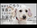 保護犬【ごろう】里親さまのところへお届け【幸せになってね】