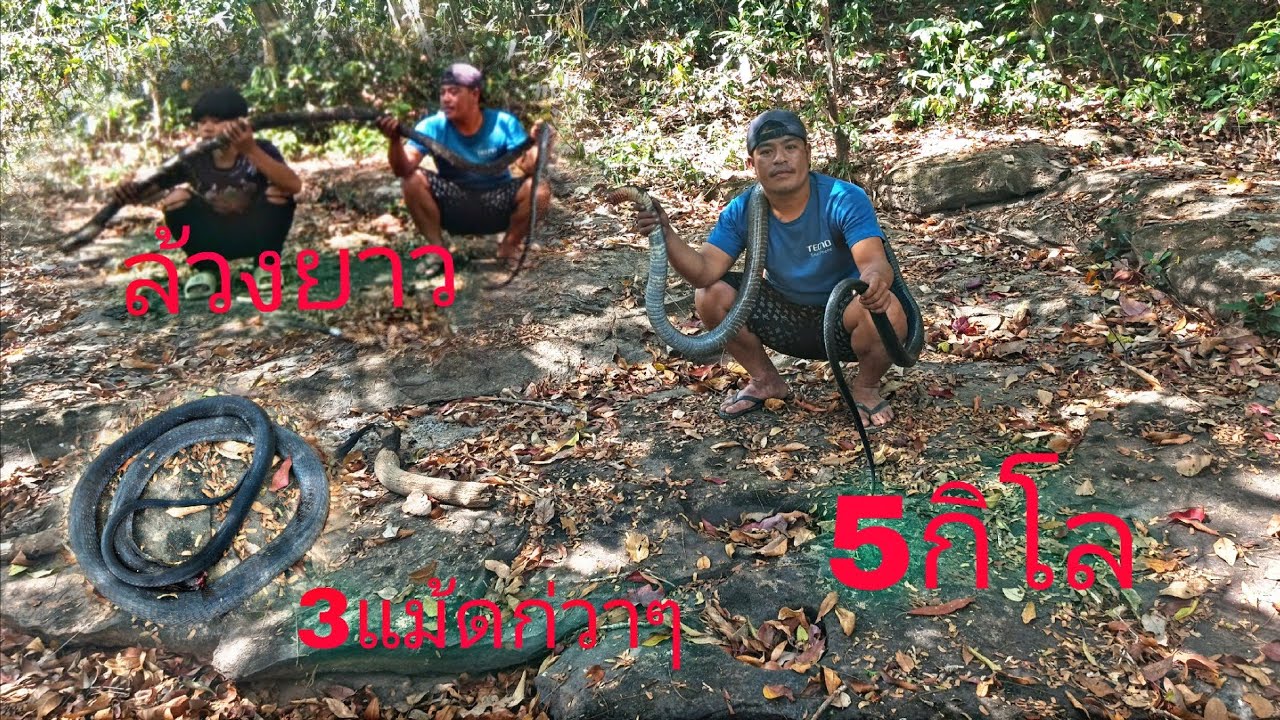 หมานพะยาจงอางใหย่5กิโล้““ໄດ້ພະຍາຈົງອາງໃຫຍ່5ກິໂລ