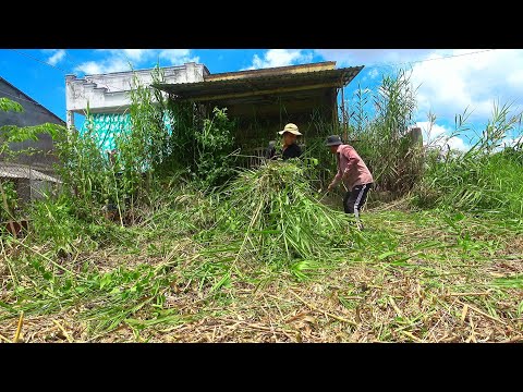منزل السيدة العجوز يعود للحياة بعد أن نمت عليه الأعشاب الضارة