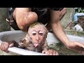 Toling monkey is cutest when taking a bath