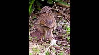De perto e ainda se alimentando: Tico-tico-do-campo - Ammodramus humeralis