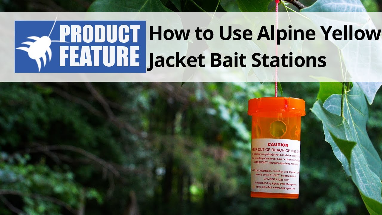 How to Use Alpine Yellow Jacket Wasp Bait Stations YouTube