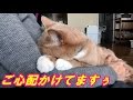 ウ◯チ粗相・便秘・発情・結石、問題続出の♂猫だいず【猫日記こむぎ＆だいず】2017.02.27