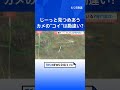 カメがコイに恋している！！“見つめ合う二人”　専門家の見解は？？｜TBS NEWS DIG #shorts