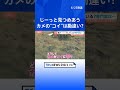 カメがコイに恋している！！“見つめ合う二人”　専門家の見解は？？｜TBS NEWS DIG #shorts