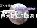 耳クソ掻き出し隊【カメラ付き耳かき】【閲覧注意】Earpick【BEBIRD】