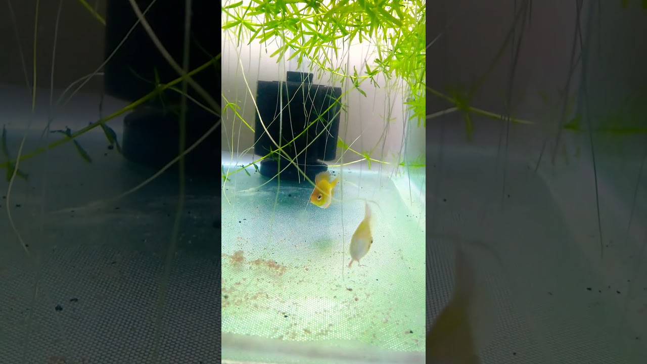 aquarium plants Golden balloon ramirez - Fish room update