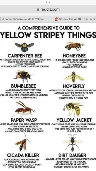 yellow-stripey-things-yellow-stripey-things-funny-information-youtube