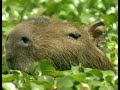 2006 BBC Живая природа Ребятам о зверятах 26 Капибара Карла