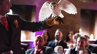Ring-bearing owl 'attacks' best man during wedding ceremony