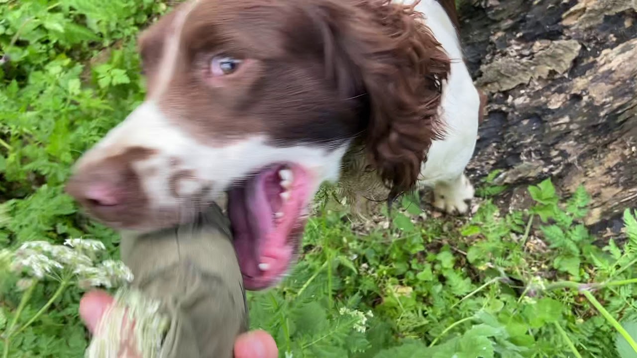 Gundog Training | Jumping Practice | English Springer Spaniel | Finn