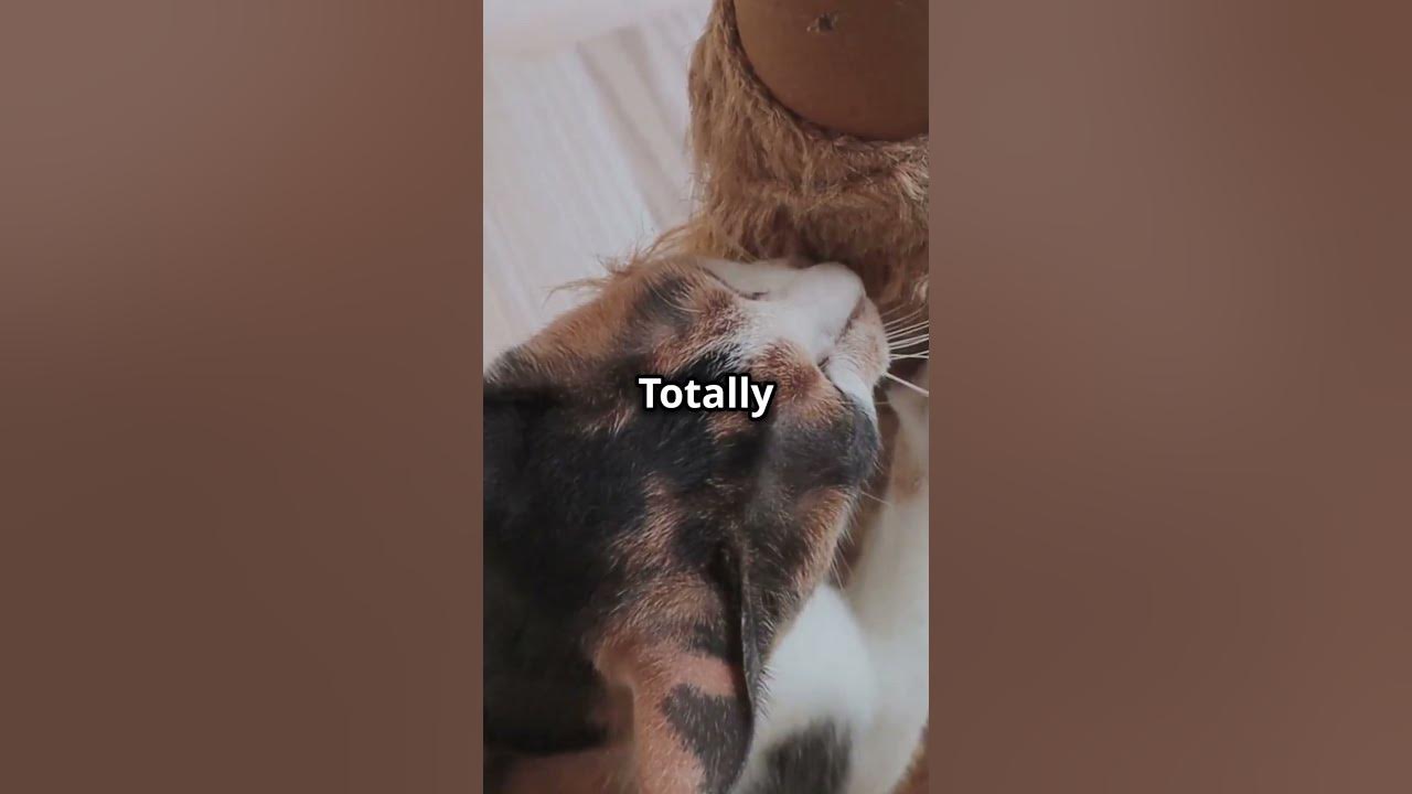 Your house cat is 95 6 tiger youtube