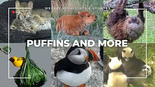 Puffins and More | More to Explore