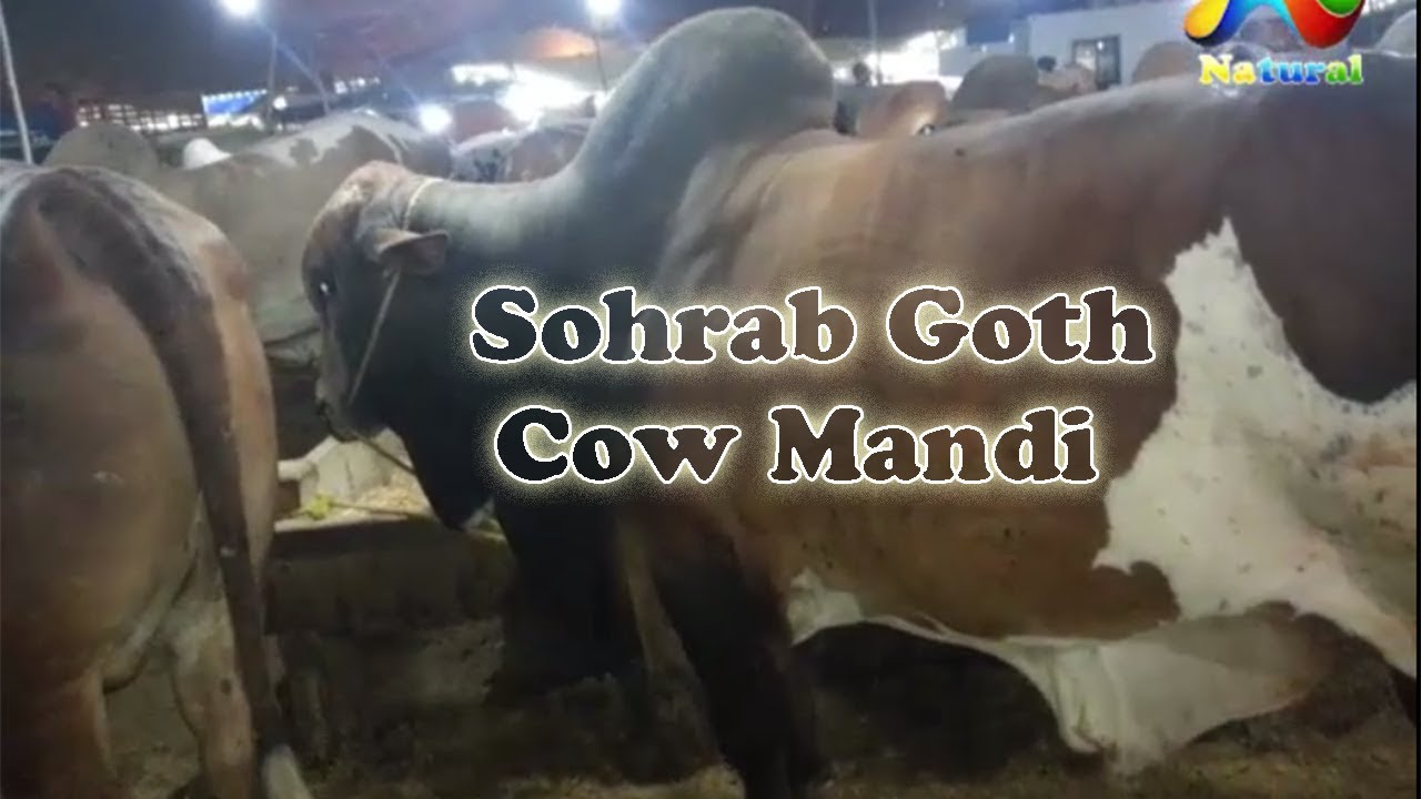 qurbani cow olx karachi Cow Mandi 2017 || Sohrab Goth Cow Mandi || Eid ul Adha 2017 || Part - 9