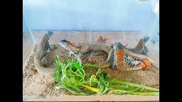 Chuồng Nuôi Dông Cát Bình Thuận, Nhông Cát, Dông Thềm, Đặc sản Phan Thiết, Zalo - 0852 464 742