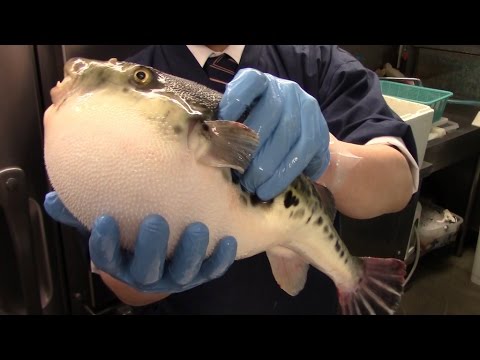 Video: ¿Cómo se descifra un pez globo?