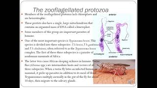 Animal-Like Protists: Taxonomy, Supergroup Excavata