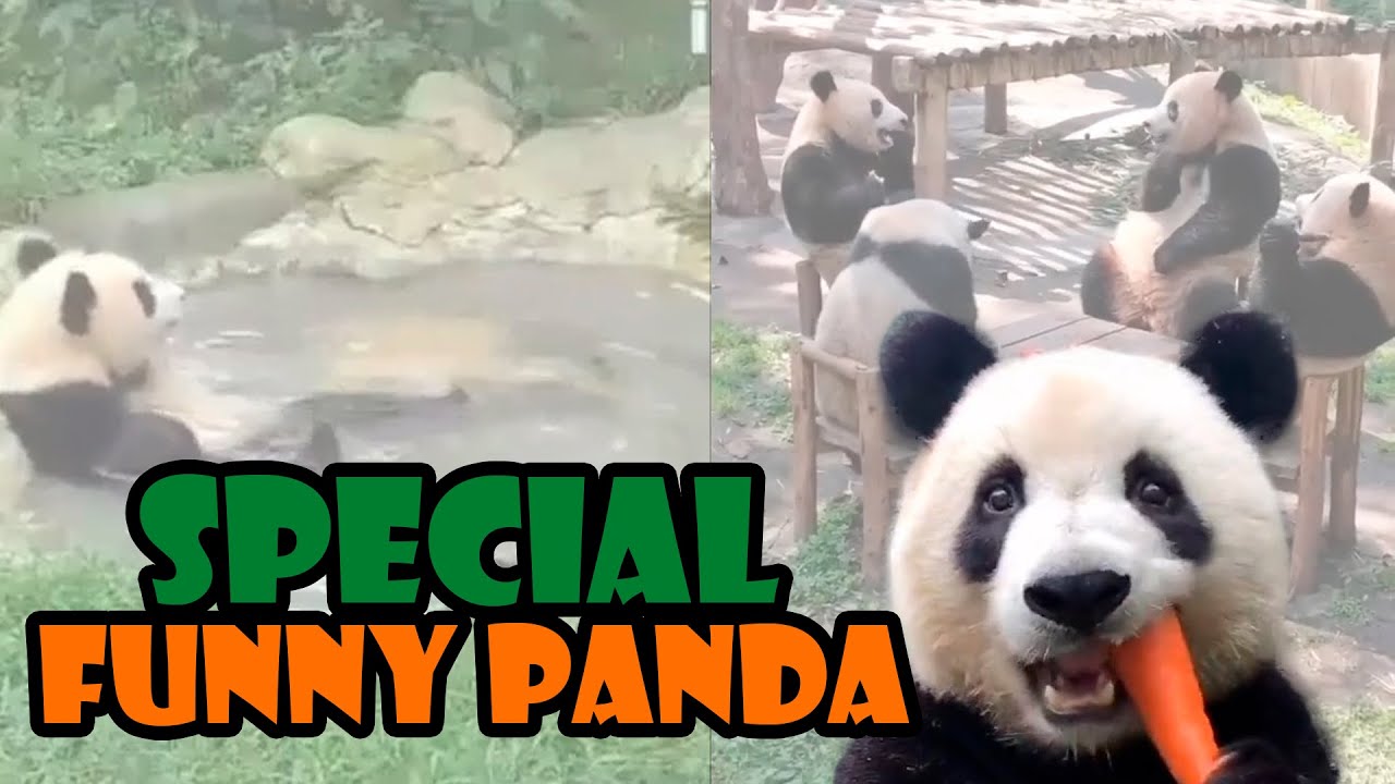 Compilation special of funny panda! Try not to laugh at the messes they ...