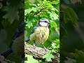 Short viral bird