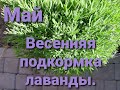 Лаванда в мае. Внекорневая подкормка молодых всходов. Lavender in May.