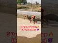 सुबिंग में कभी ऊट चाल चली है 🔥| 5 Bande Challenge 🔥Ut Chaal in Pool #shorts #desikushti #youtube