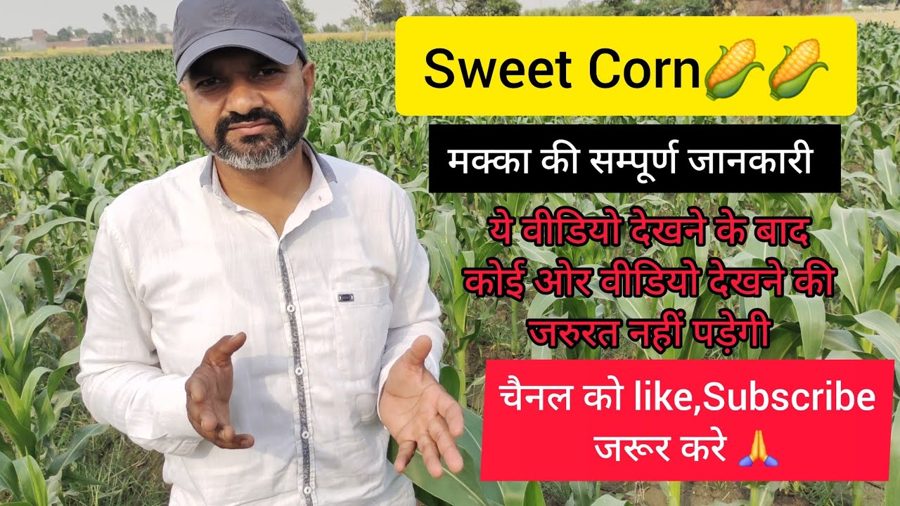 Sweet corn farming🌽complete information #farming #agriculture #sweetcorns