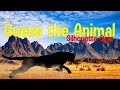 Animal shadow game  animal quiz