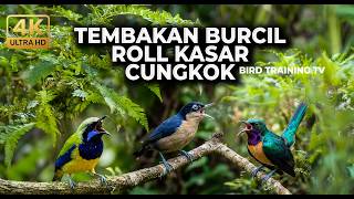 🔴 Live Masteran Tajam Rambatan Doraemon Gacor vs Cucak Cungkok Gacor vs Kowul Gacor Speed