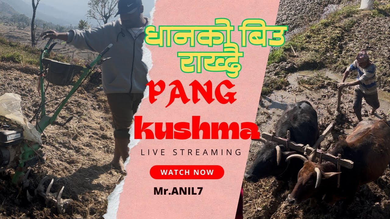 Planting rice seeds धानको बिउ राख्न हामि 