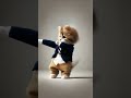 dancing School uniforms #cat #cute #funny #catdancer #dancingcat