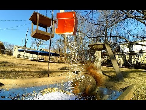 squirrels-get-a-surprise-bucket-of-ice-chip---but-they-are-too-fast!