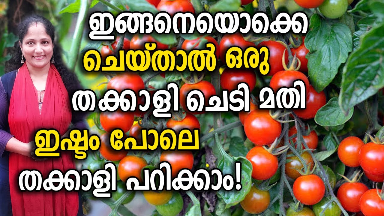ഇങ്ങനെയൊക്കെ ചെയ്താൽ ഒരു തക്കാളി ചെടി മതി ഇഷ്ടം പോലെ തക്കാളി പറിക്കാം|Thakkali Krishi TIPS Malayalam