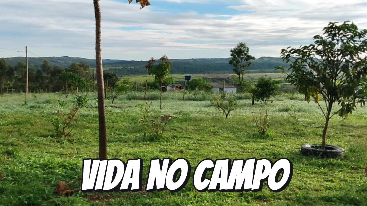 FIM DE TARDE NA ROÇA | Sítio do ZERO! 🌿