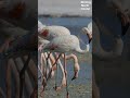 Flamingos at Tigaki Salt Lake 🦩 | Kos Wildlife