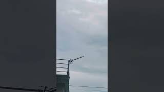 ВЕСТА СЛЕДИТ ЗА ТЕРРИТОРИЕЙ😂Высоко все видит#собака #немецкаяовчарка #dogs #shortsvideo