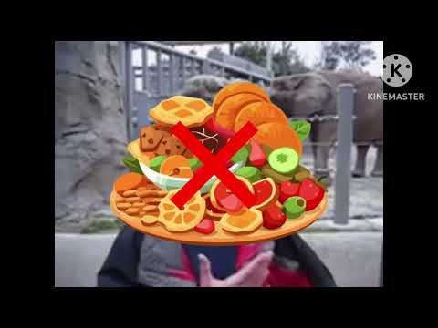 About Media Reboot - Me at the Zoo (Corrected Version)