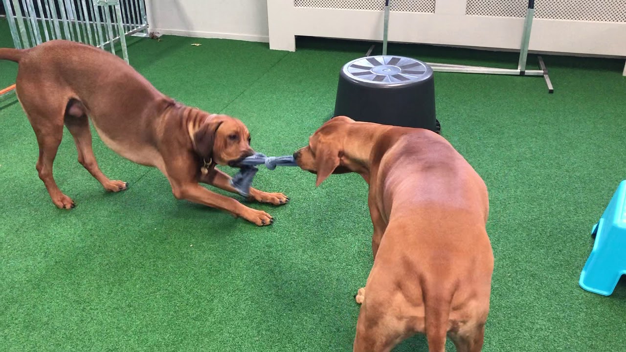 Trekspel Jools & Broes