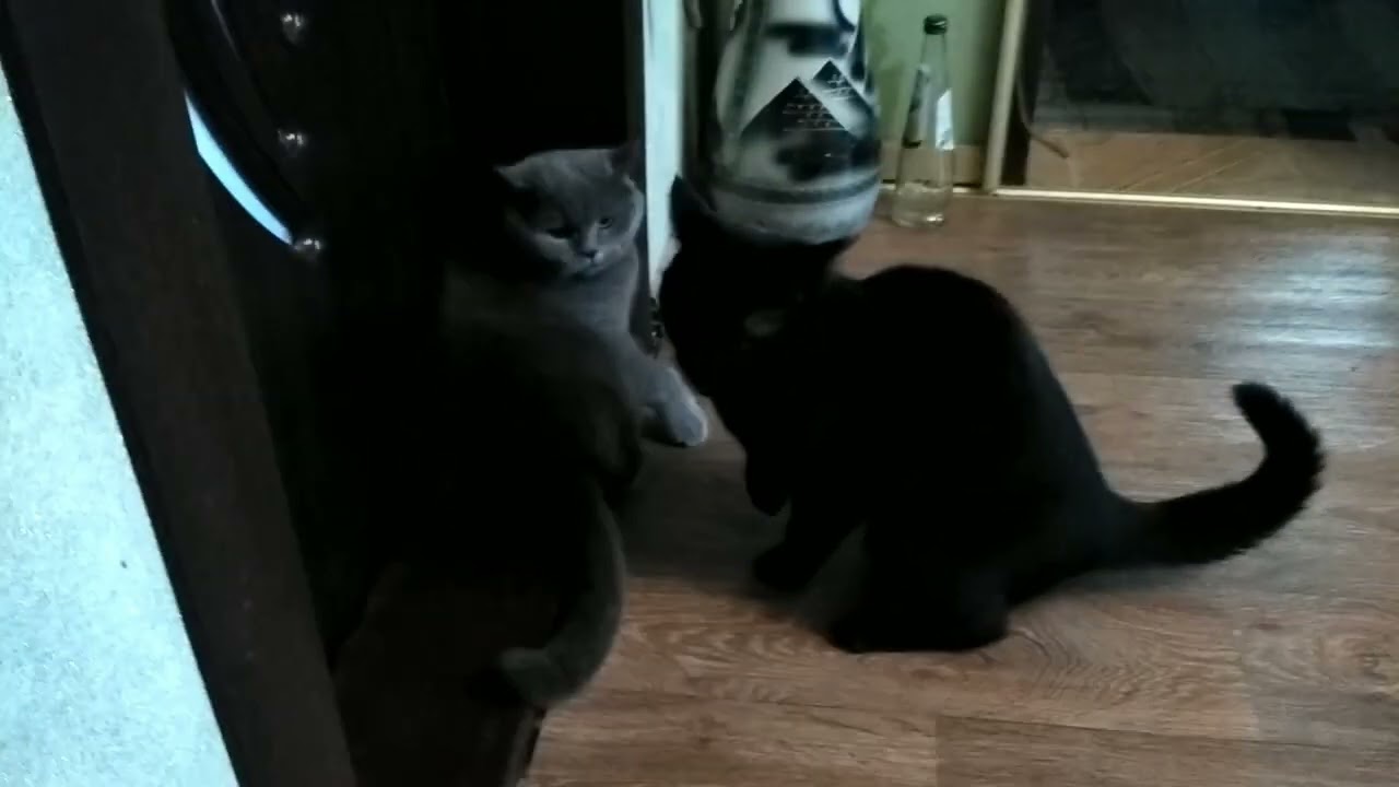 Коты донбасса новые фото и видео. Горловка коты донбасса. Горловка донецкая область. Суровые коты донбасса горловка. Горловка 2020 панорама.